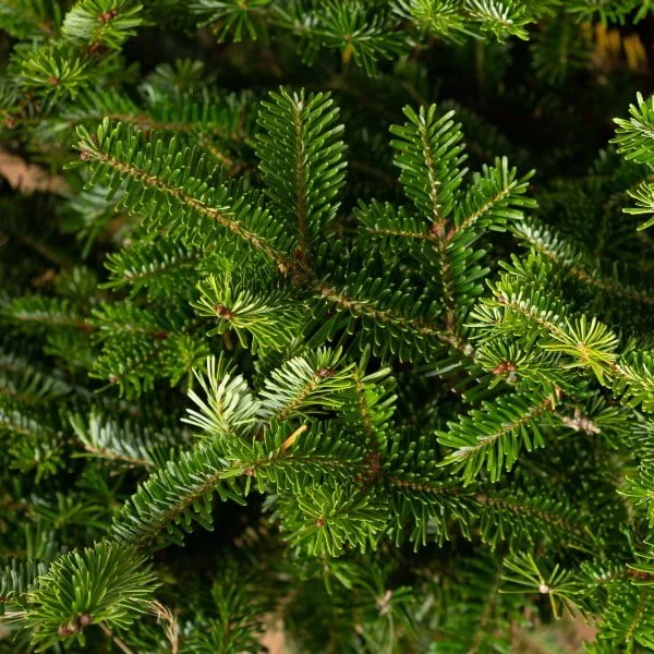 10 ft Fraser Fir Christmas tree with classic holiday styling