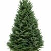 Fraser Fir Christmas tree with classic full profile