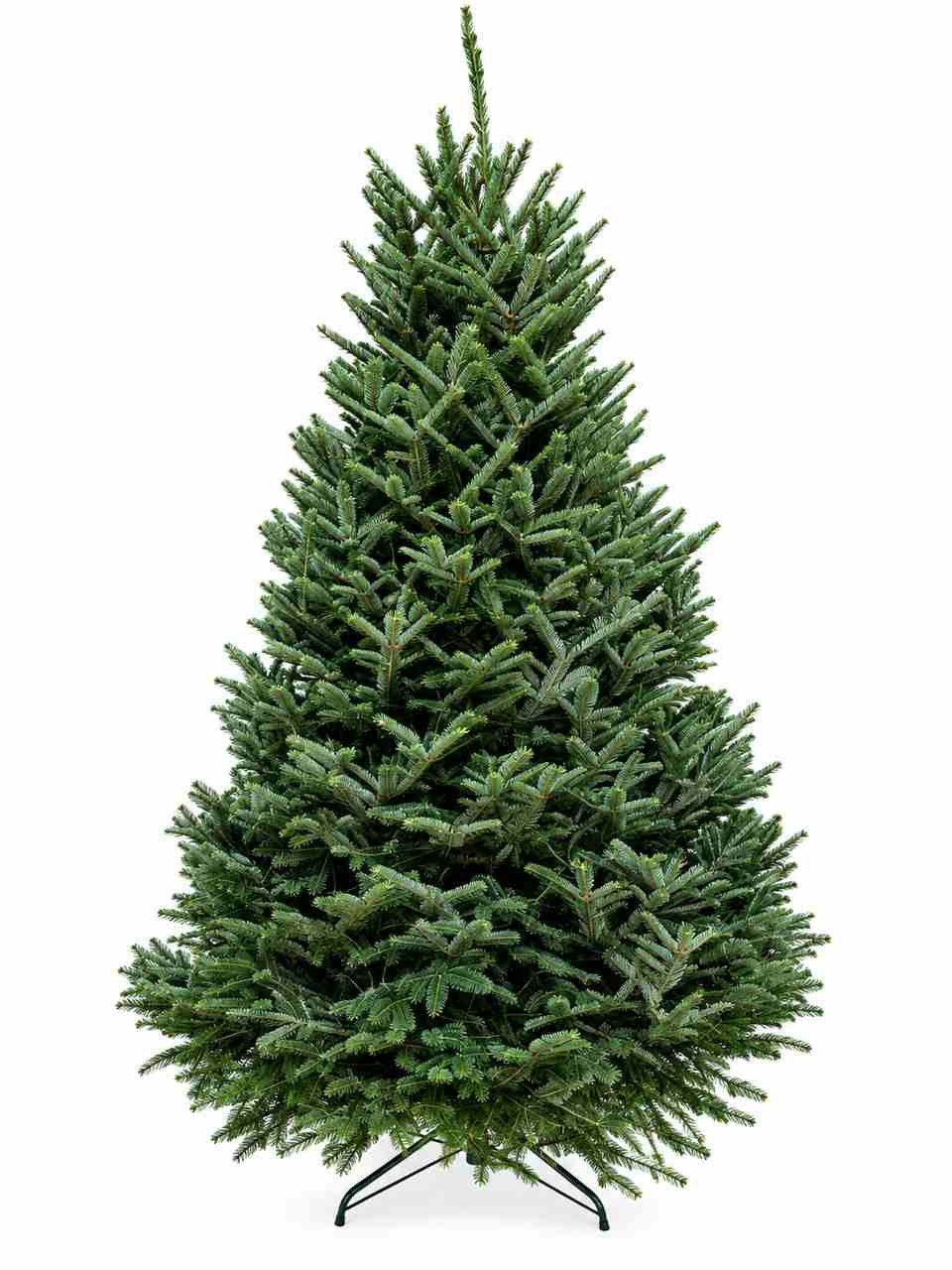 Fraser Fir Christmas tree with classic full profile Fraser Fir Christmas tree with classic full profile