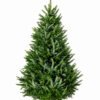 Real natural Fraser Fir Christmas tree measuring 7 to 8 feet tall