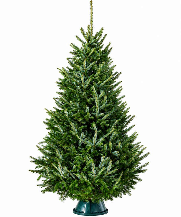 Real natural Fraser Fir Christmas tree measuring 7 to 8 feet tall