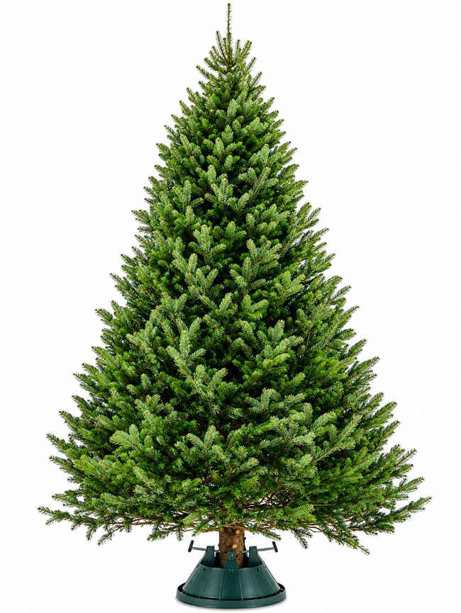 Premium Fraser Fir Christmas tree measuring 14 to 15 feet tall