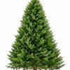 Premium Fraser Fir Christmas tree measuring 14 to 15 feet tall
