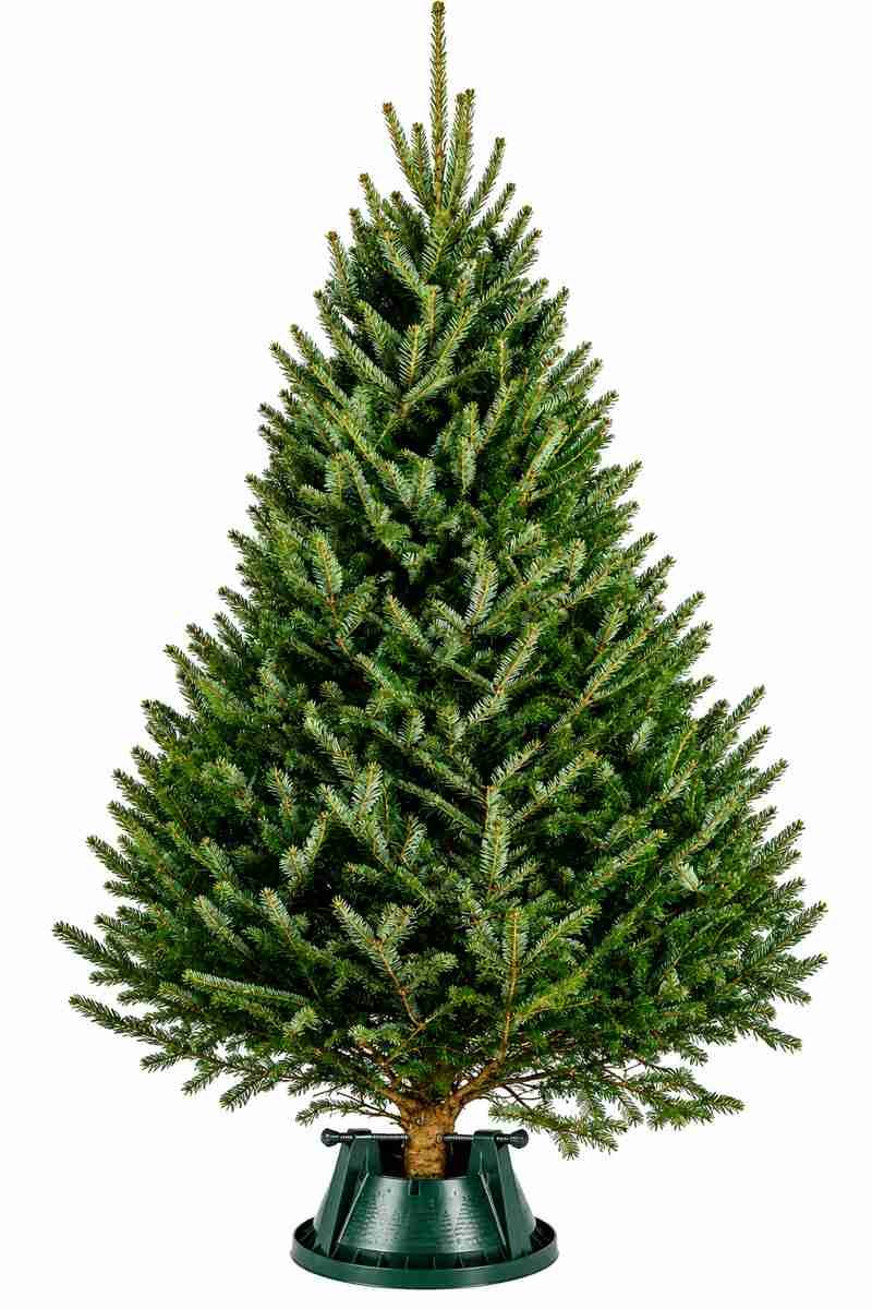 10 ft Fraser Fir Christmas tree with classic holiday styling